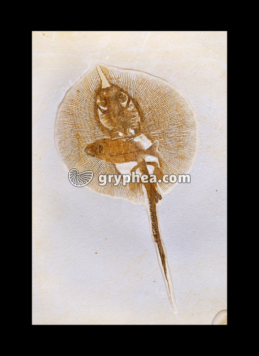 Raie fossile (Cyclobatis, Hakel, Liban) - gryphea.com